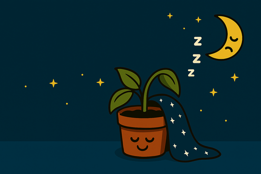 🌘 Rośliny nocą – czy one też śpią? 🌘