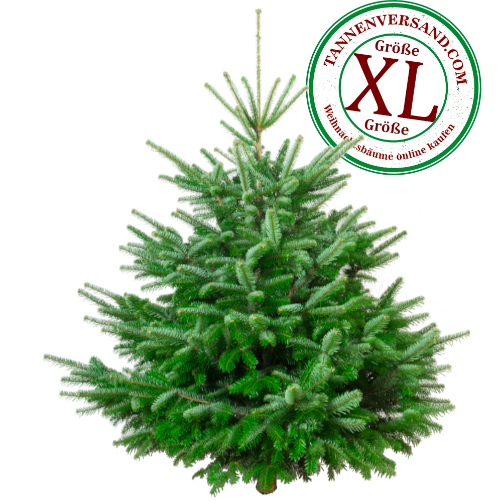 NordManiak™ XL – Choinka, która wie, że jest najpiękniejsza