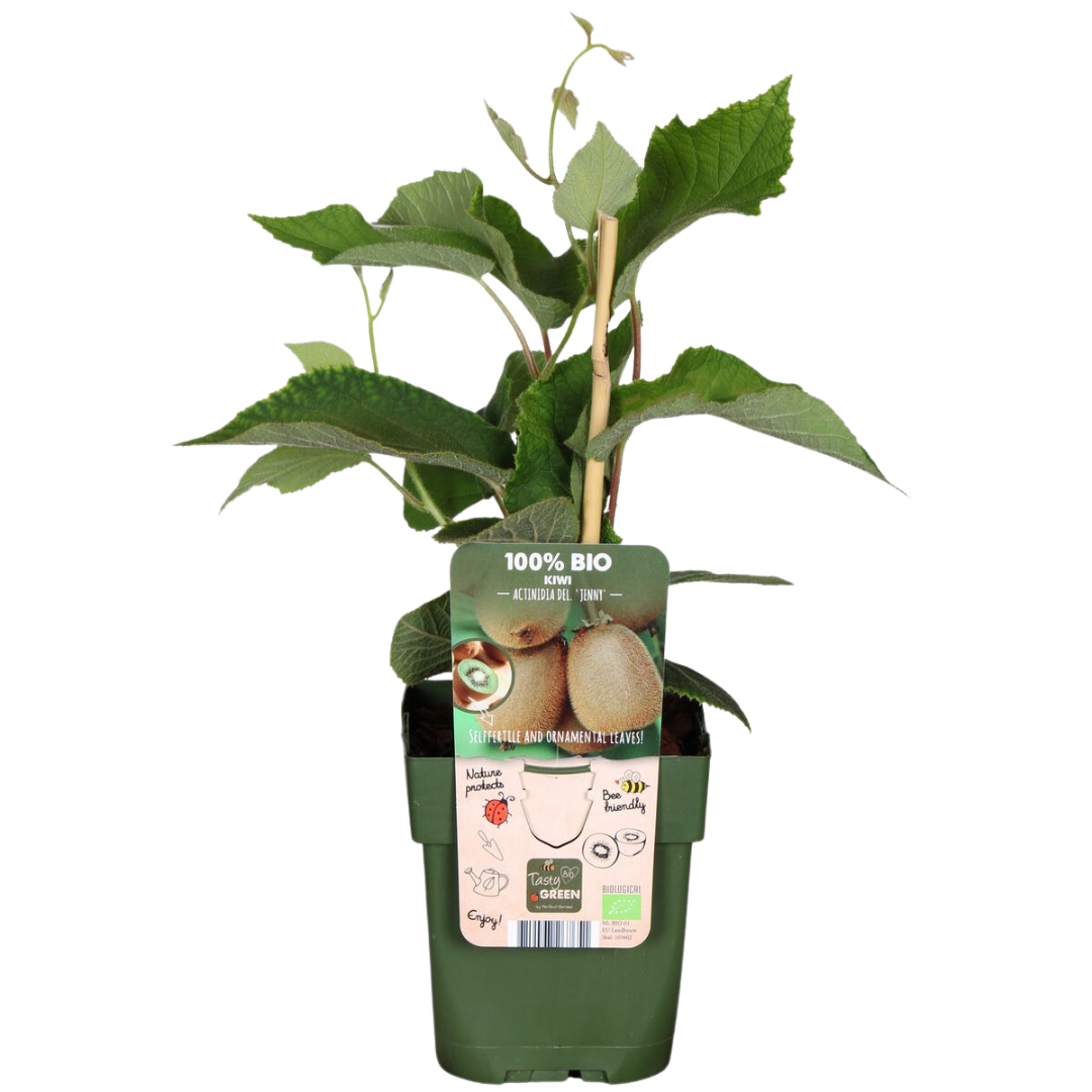 Letnia Ferajna Owocowa™ – Zestaw BIO owoców do ogrodu