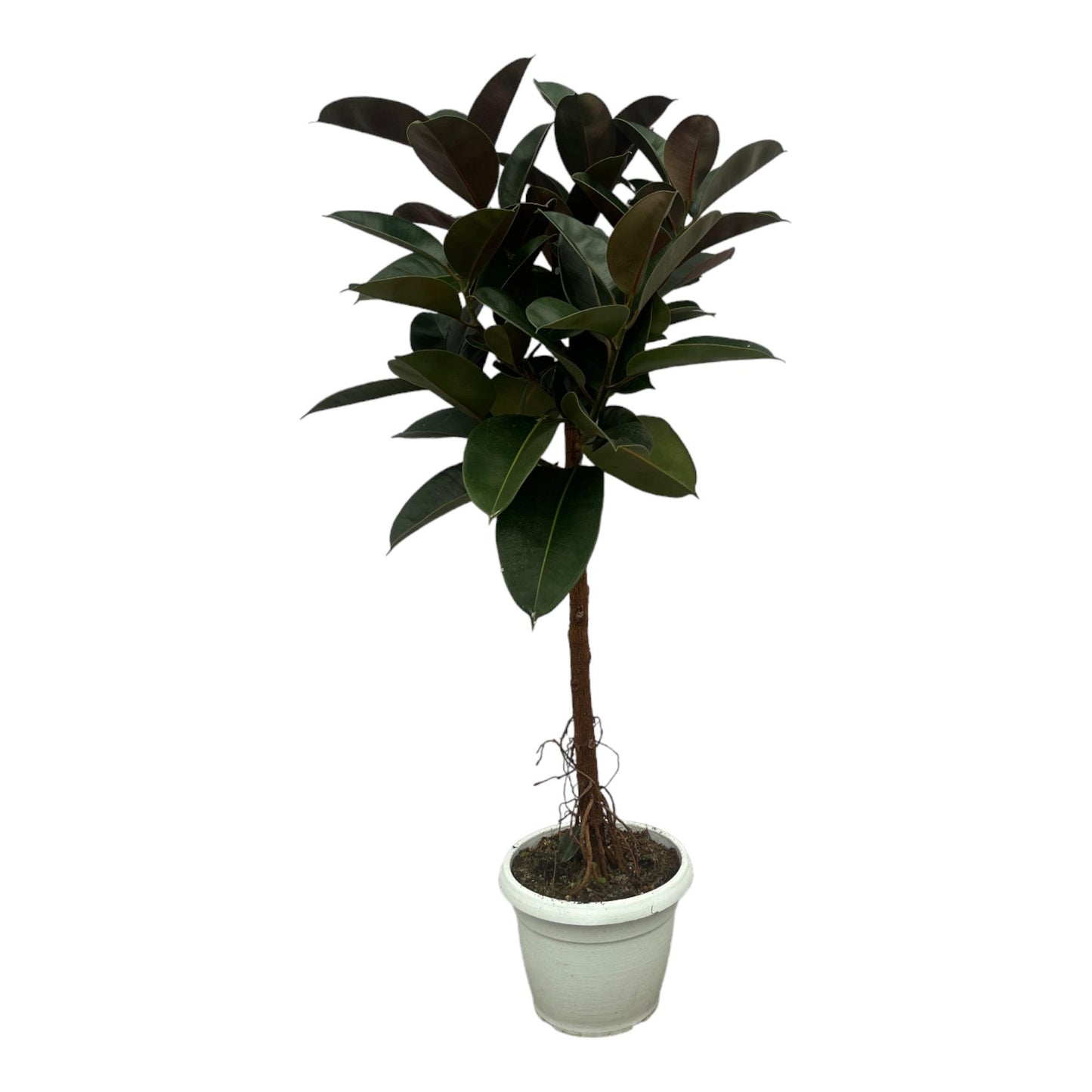 Figowy Boss™ – Ficus Elastica Robusta na pniu