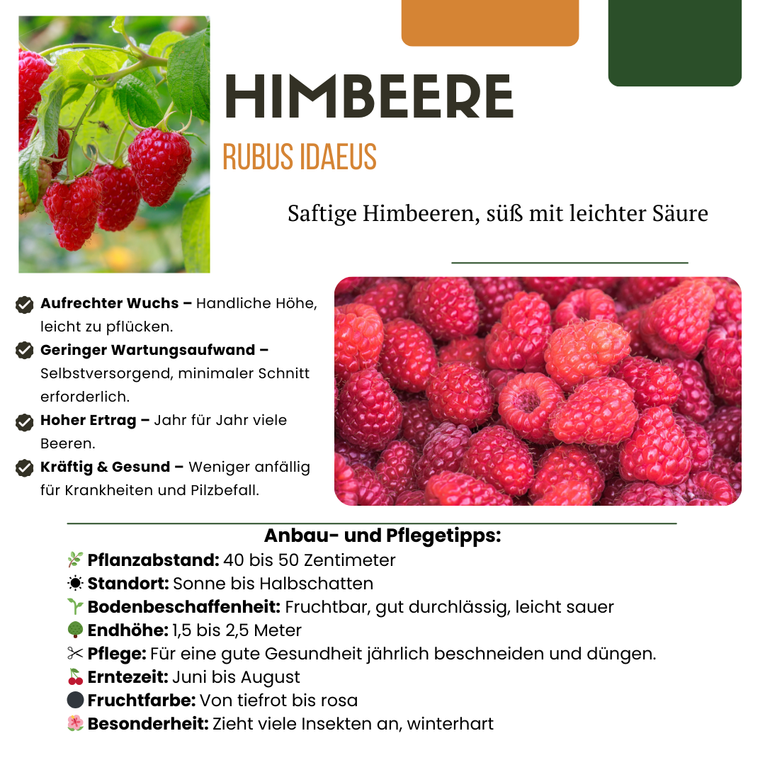 Himbeerowy Zawrót Głowy™ – Bio Malina do Domowego Rajskiego Ogródka