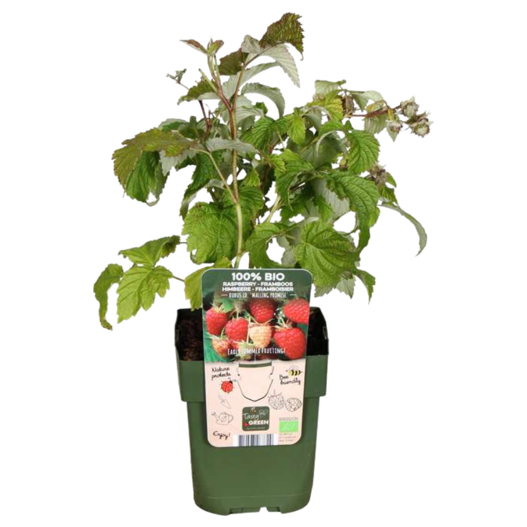 Frutti Szmugler™ – BIO Zestaw Owocowych Kusicieli