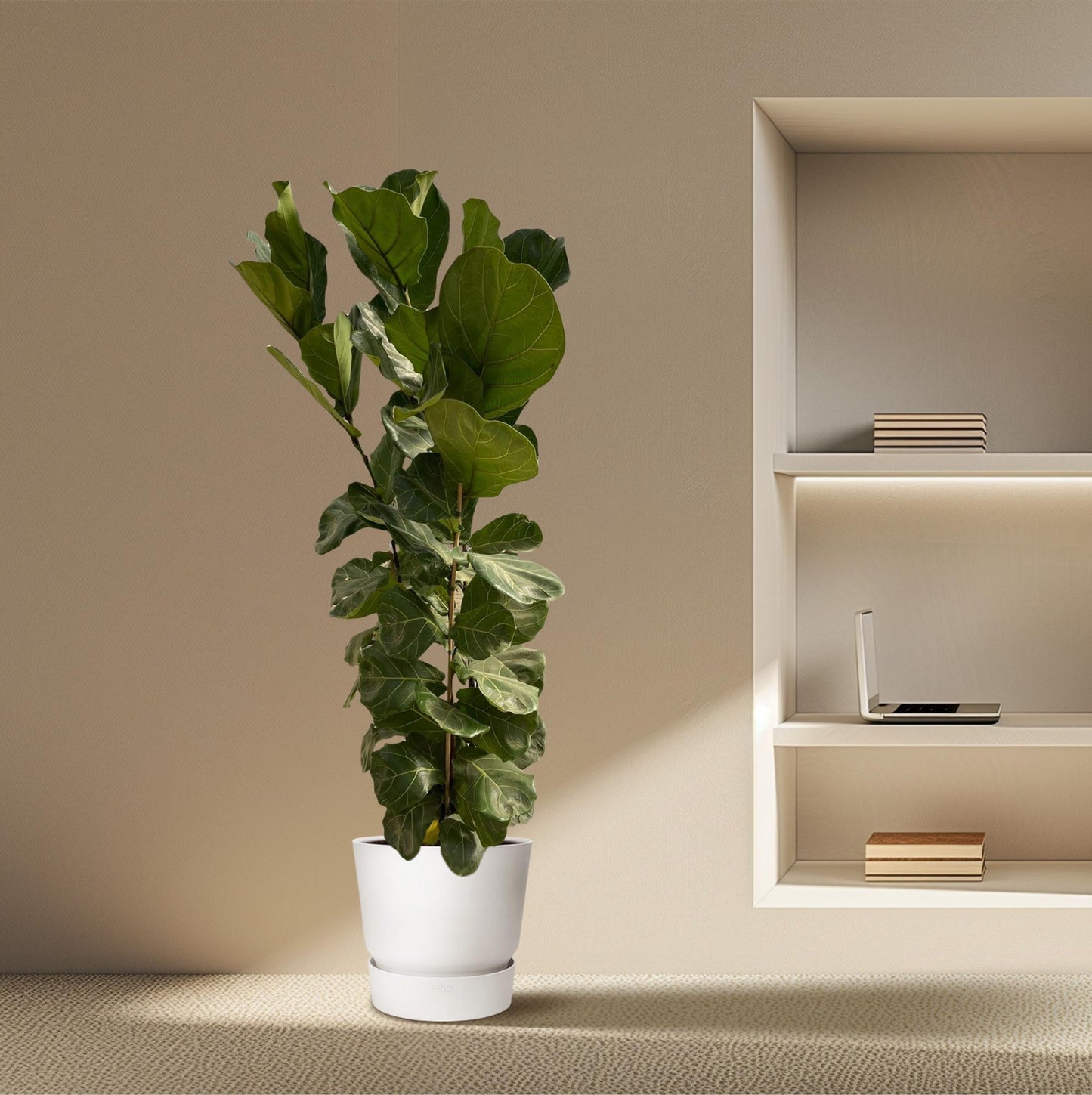 Ficus Lyrata™ – Król Geigenowej Dżungli 🎻👑