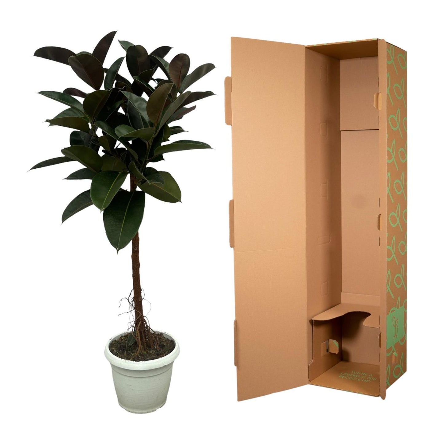 Figowy Boss™ – Ficus Elastica Robusta na pniu