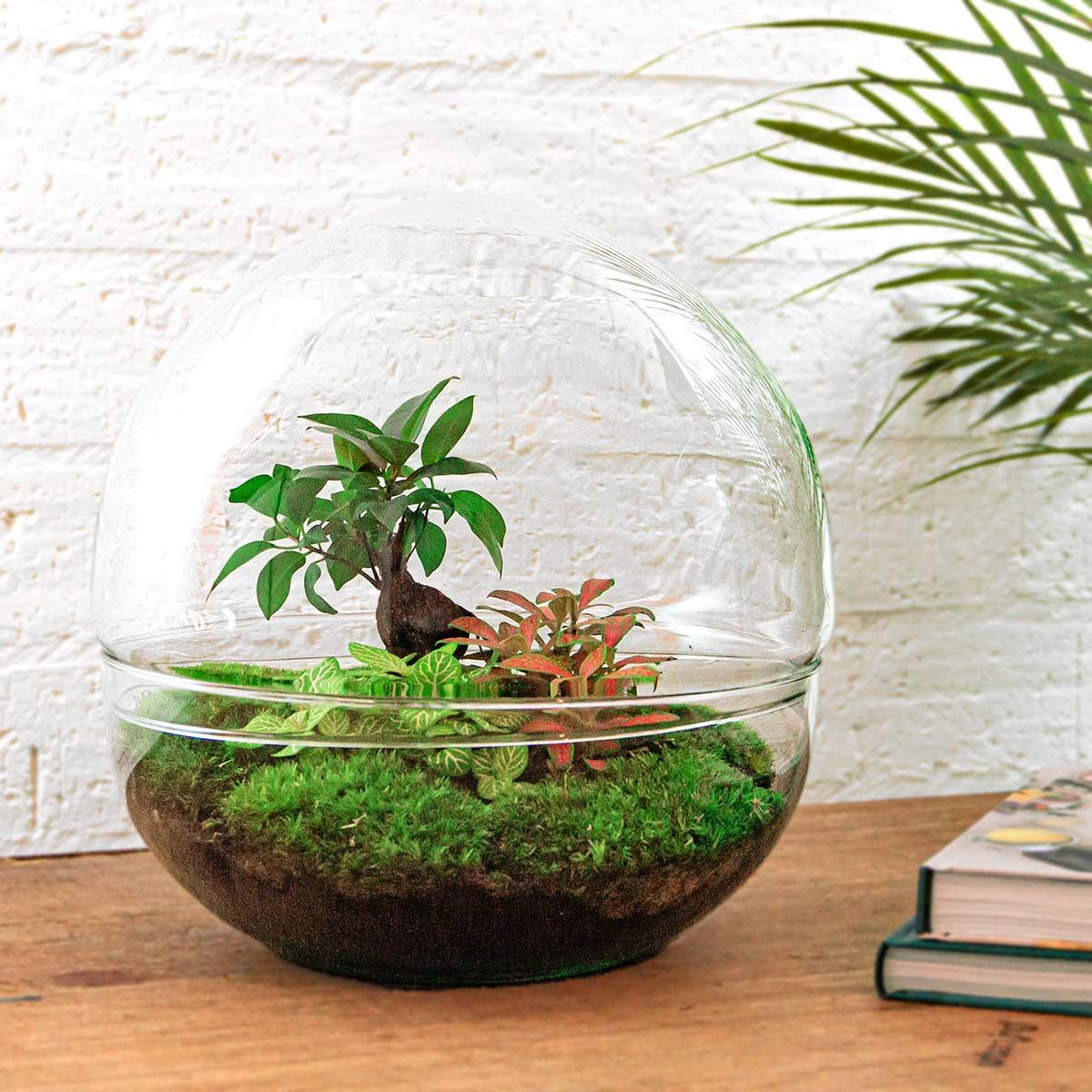 Dome XL™ Bonsai Edition – Planet des Friedens mit Ihrem eigenen Baum