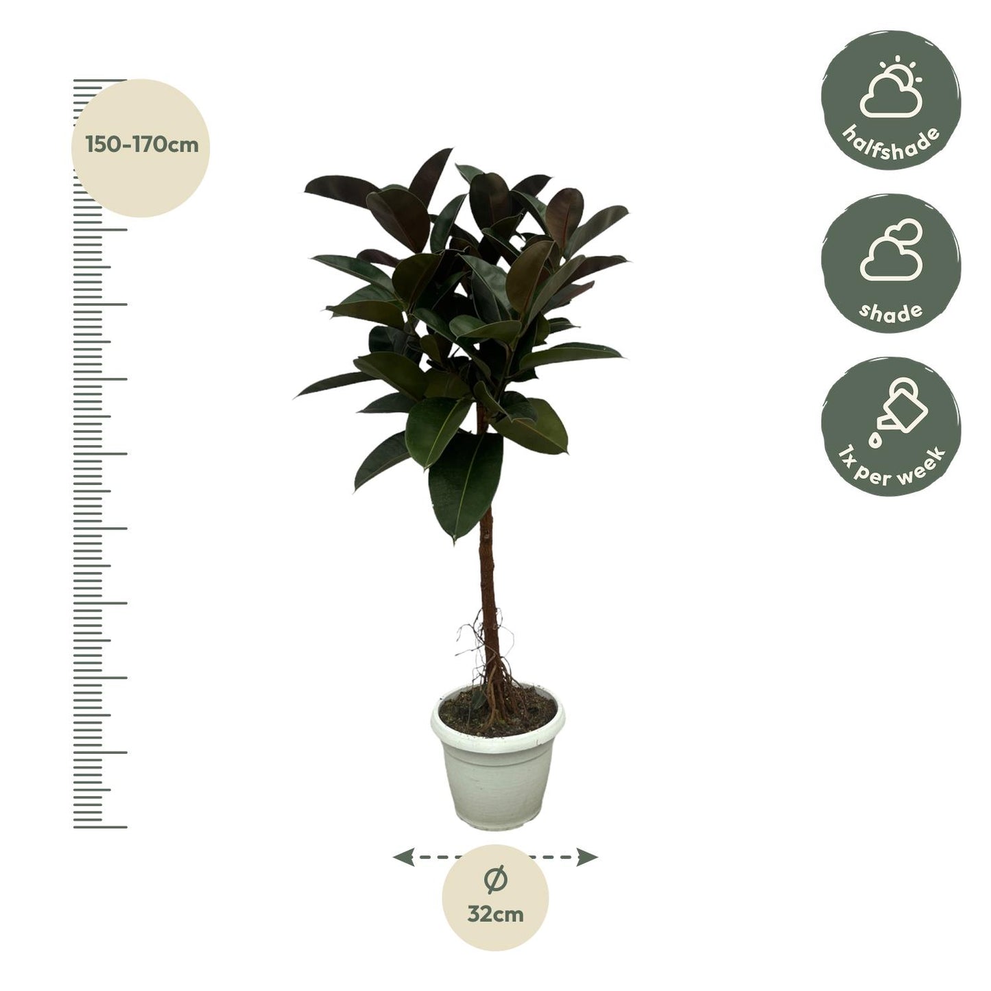 Figowy Boss™ – Ficus Elastica Robusta na pniu