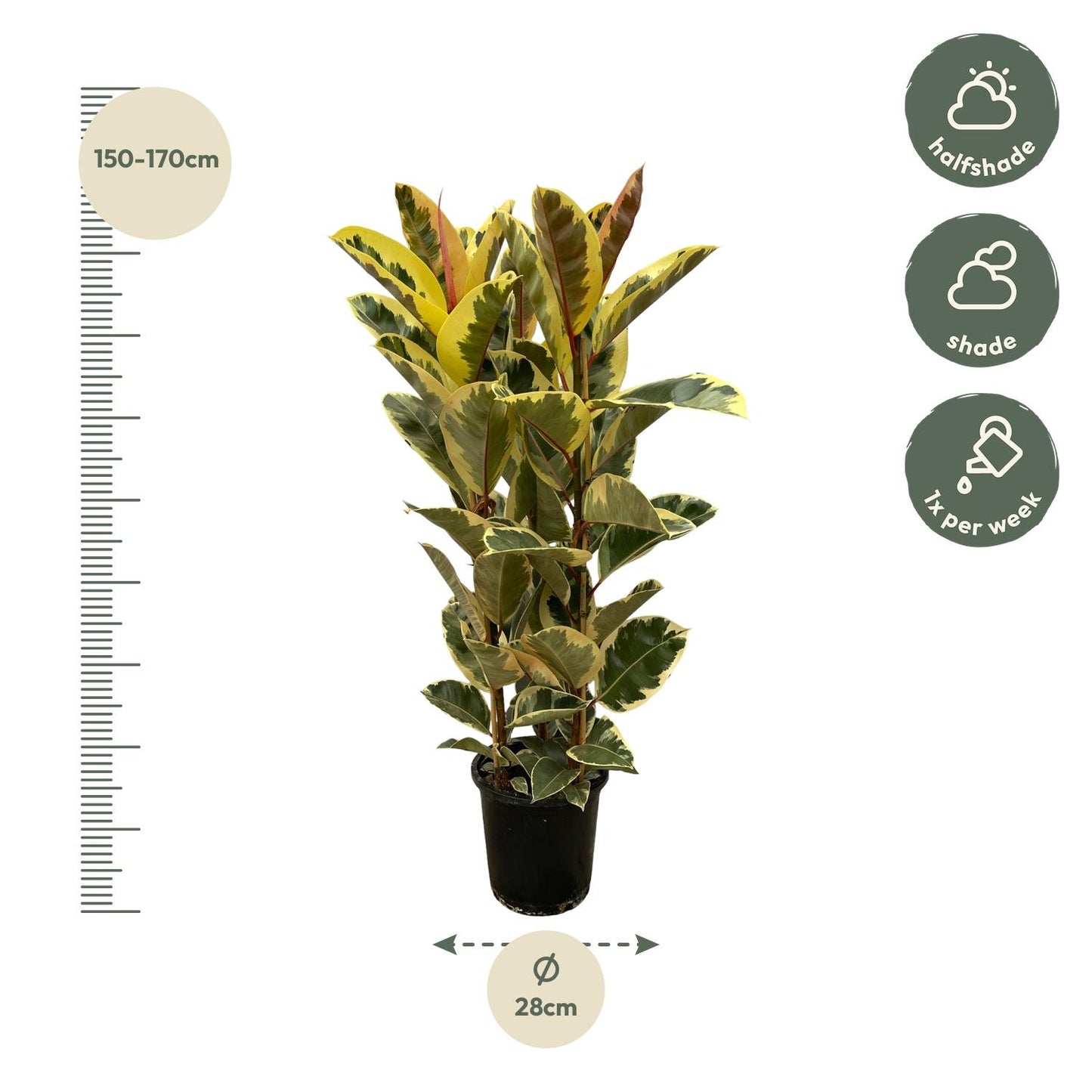 „Panna Tineke” – Ficus Elastica Tineke Struik – 160 cm – Ø28 cm