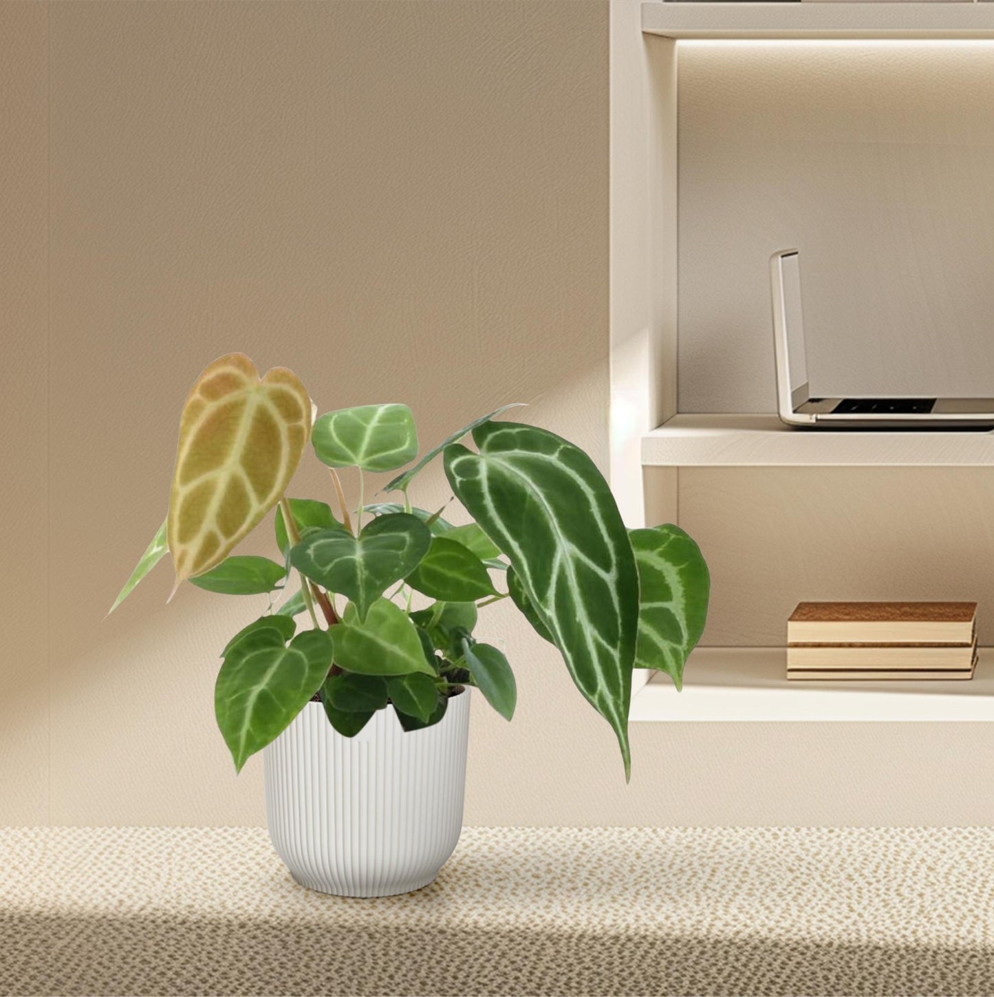 Roślinne Serce™ – Anthurium Crystallinum