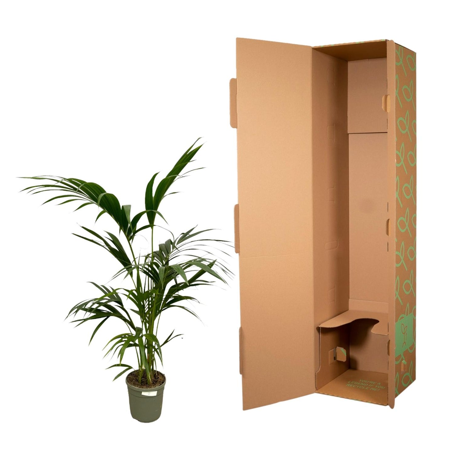 „Arystokratka Tropików” – Kentia Palm – 130 cm – Ø21