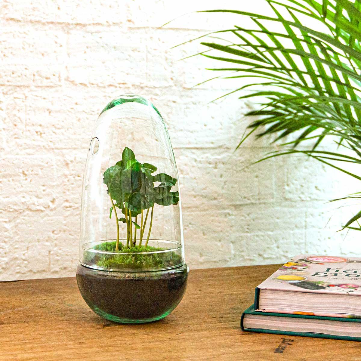 Eggspresso™ – Kawa w Szklarni 🥚☕🌿