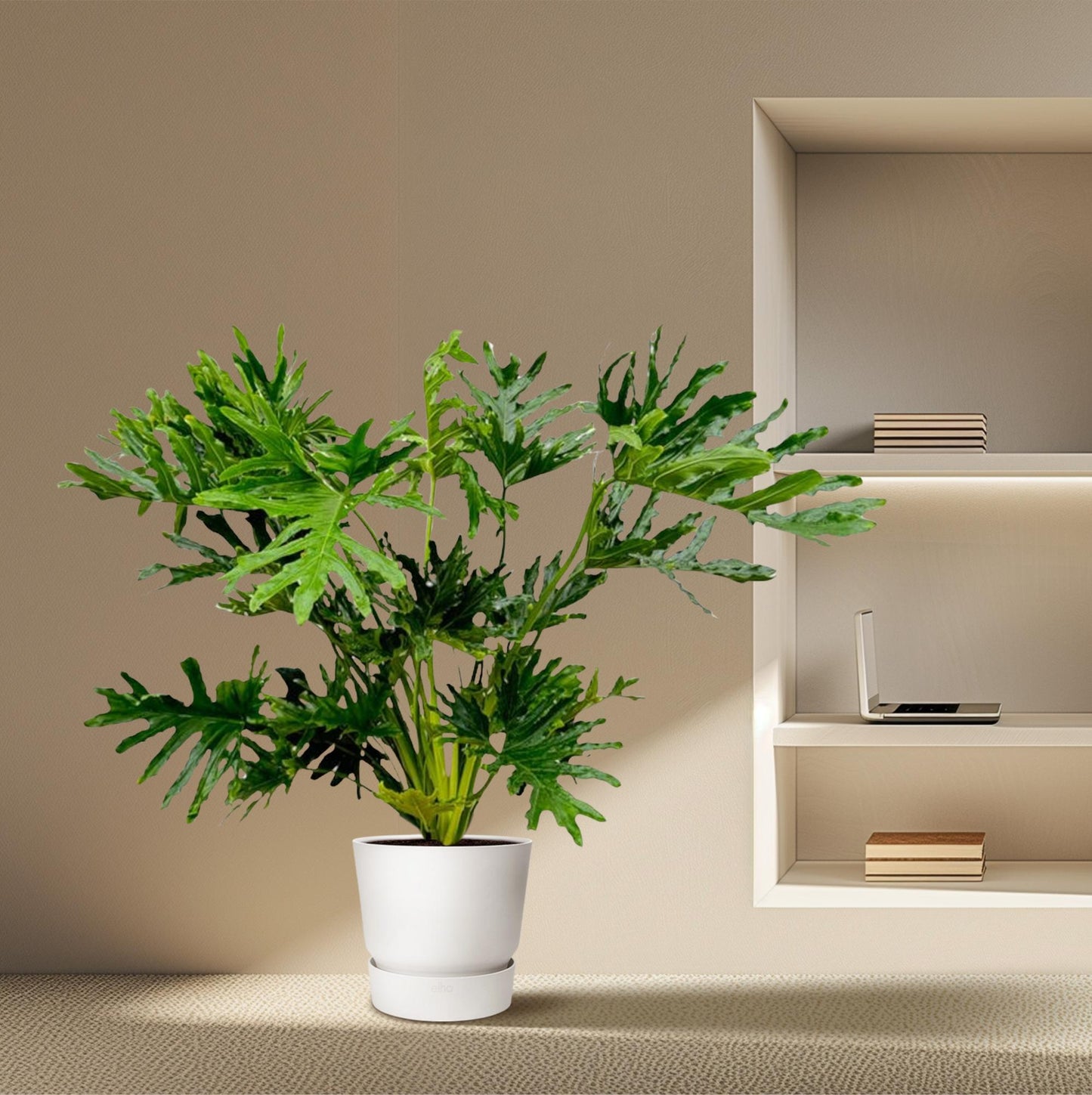 „Tropikalny Król” – Philodendron Selloum – 100 cm – Ø27
