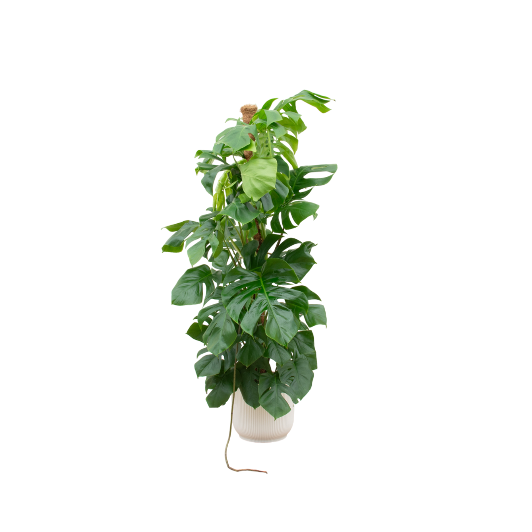 Monstera Pertusum XL™ – Królowa Dżungli w Stylowej Koronie 👑🌴💛