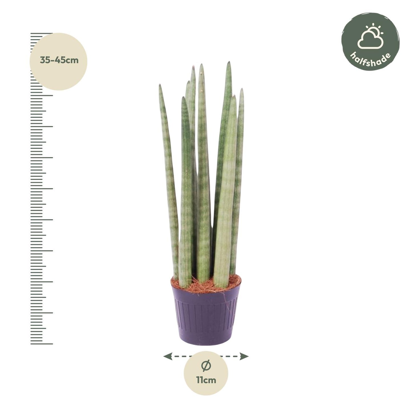 „Spaghetti Verde” – Sansevieria cylindrica ‘Spaghetti’ – 40 cm – Ø10,5 cm