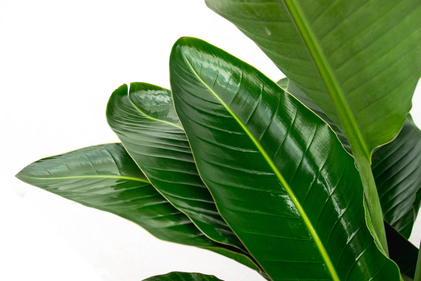 Strelitzia Nicolai™ – Król Paradiso XXL 🕊️👑