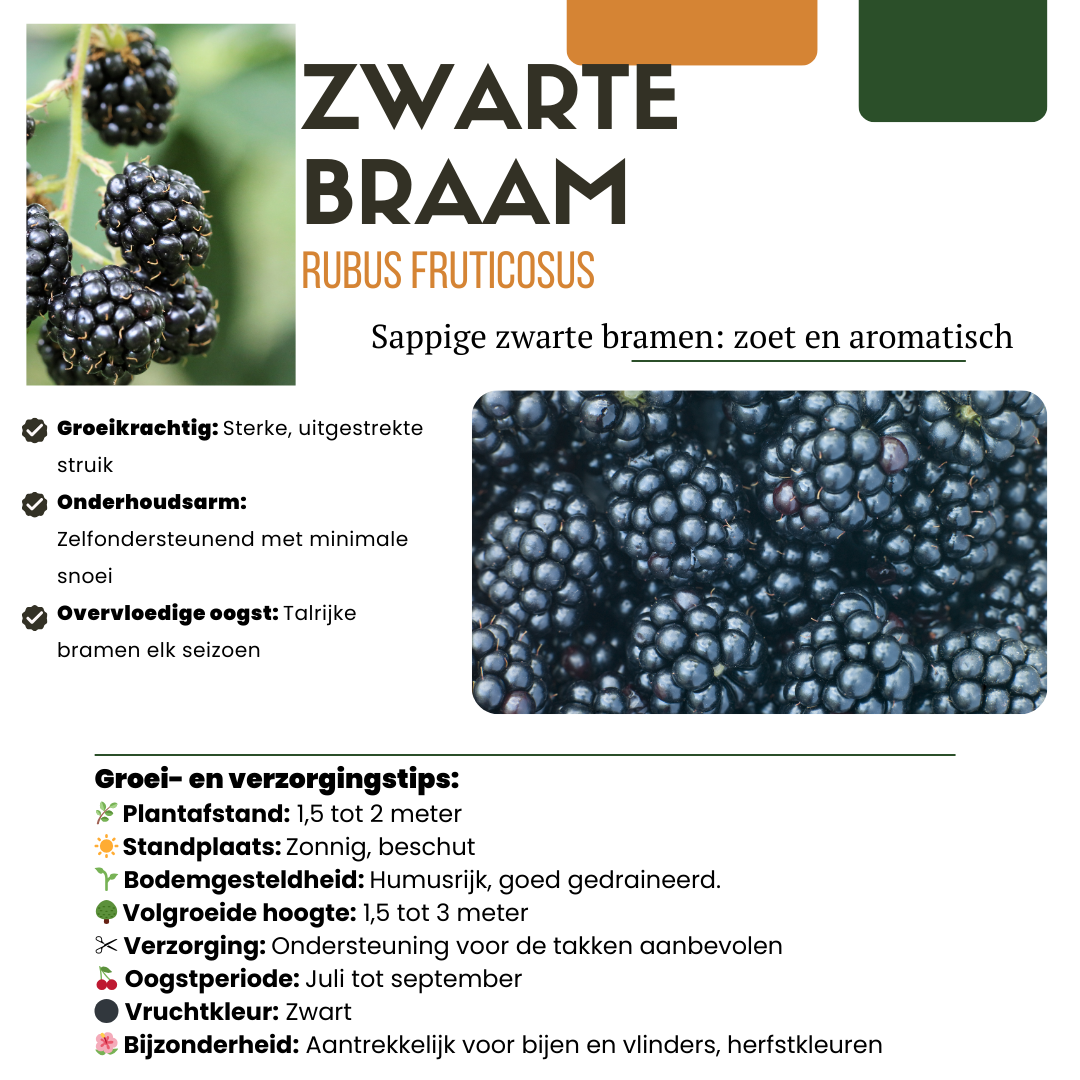 Słodkie Trio Zbiorów™ – Zestaw BIO roślin owocowych: Figowiec, Kiwi i Jeżyna
