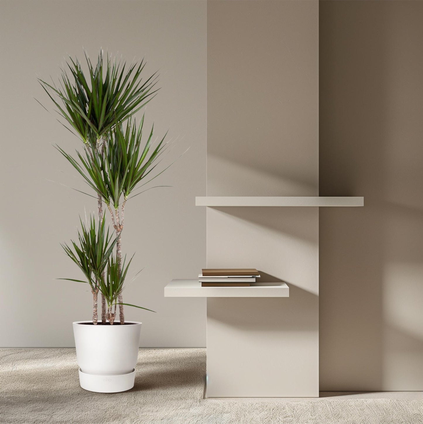 „Czerwona Smocza Królowa” – Dracaena Marginata – 180 cm – Ø27
