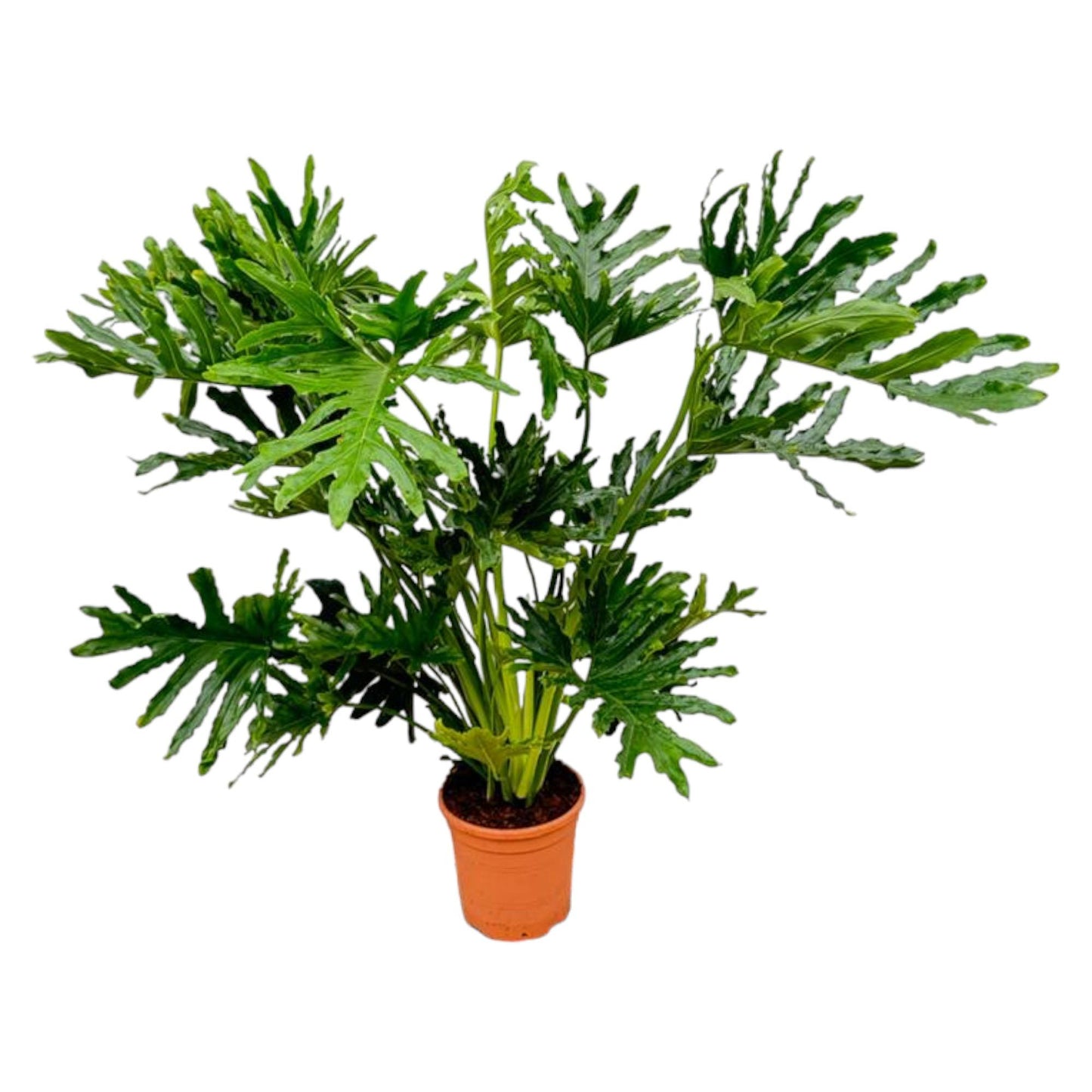 „Tropikalny Król” – Philodendron Selloum – 100 cm – Ø27