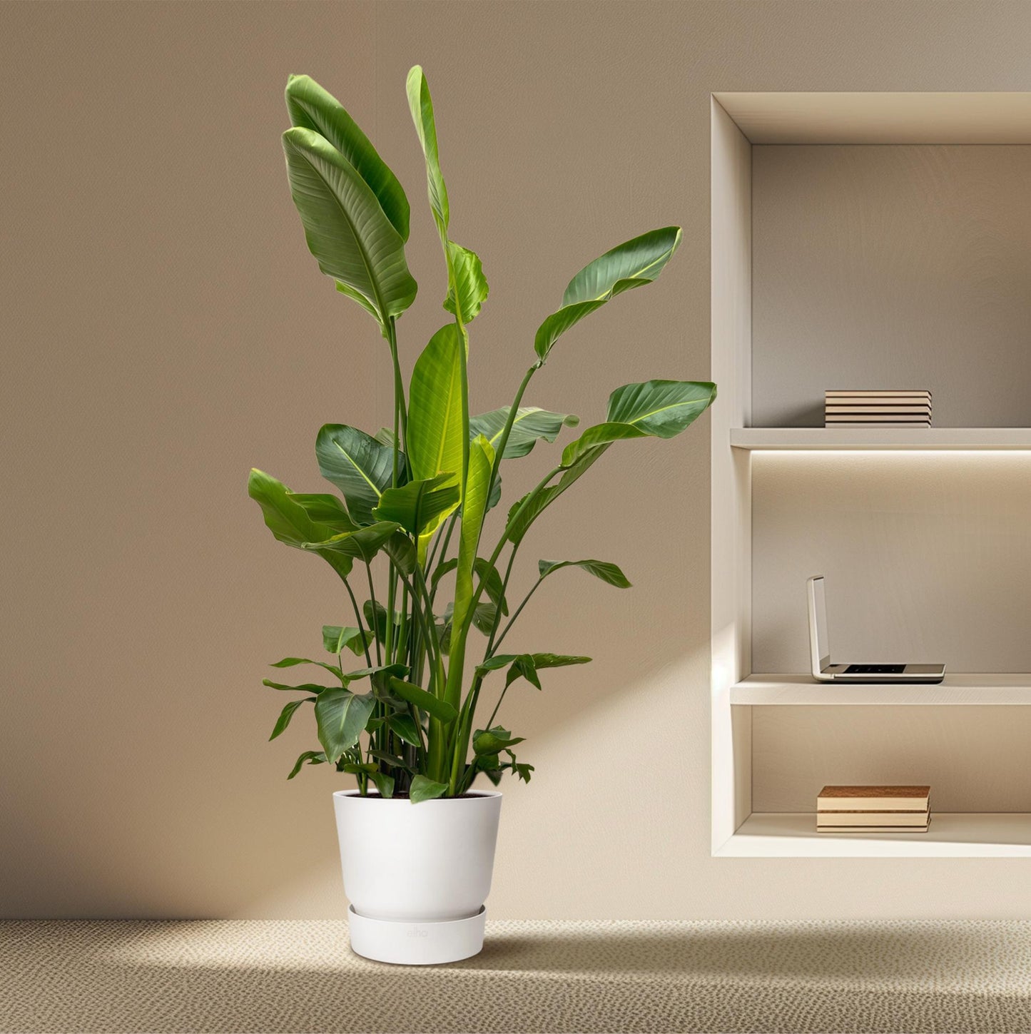 Strelitzia Nicolai™ – Król Paradiso XXL 🕊️👑