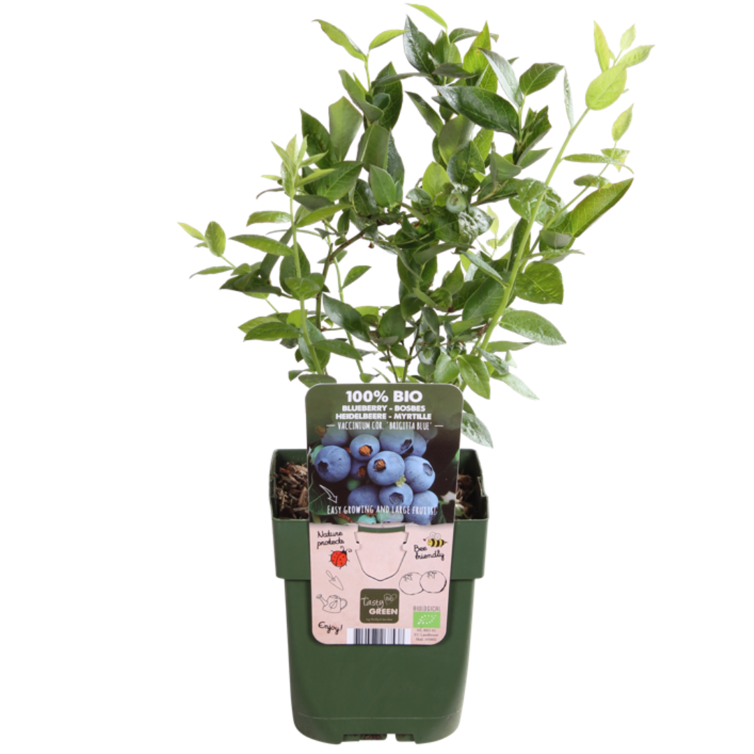 Frutti Szmugler™ – BIO Zestaw Owocowych Kusicieli