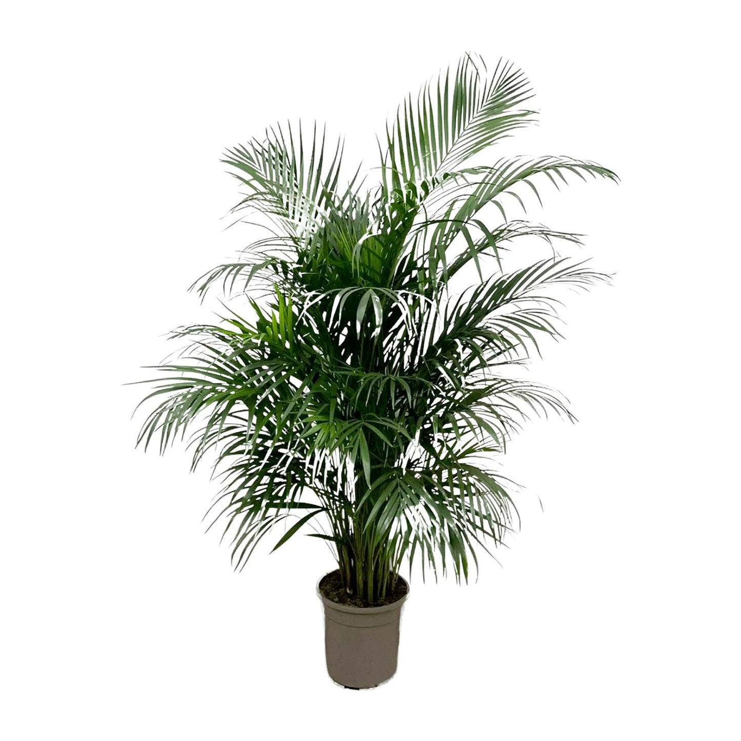 „Złota Roztańczona” – Areca Palm – 150 cm – Ø24