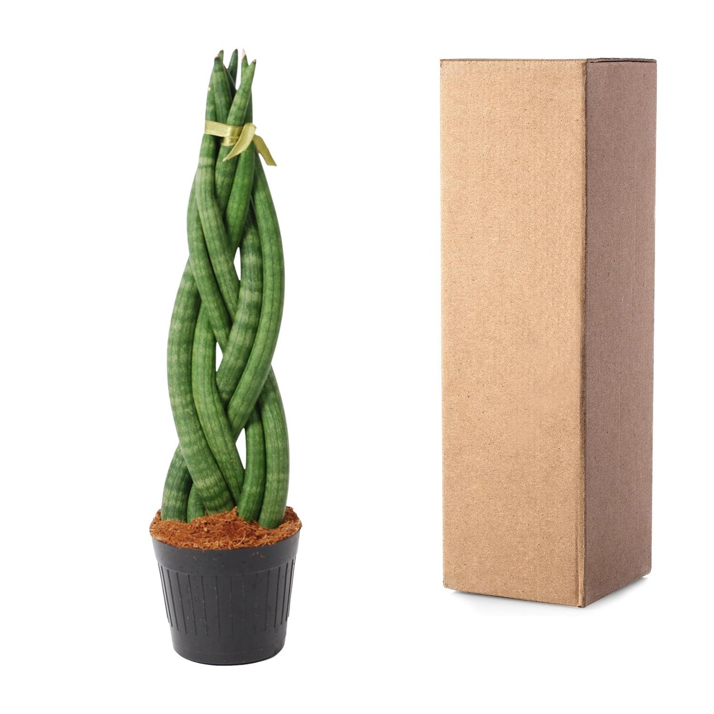 „Zakretas Zielonej Mocy” – Sansevieria cylindrica ‘Twist’ – 40 cm – Ø10,5 cm