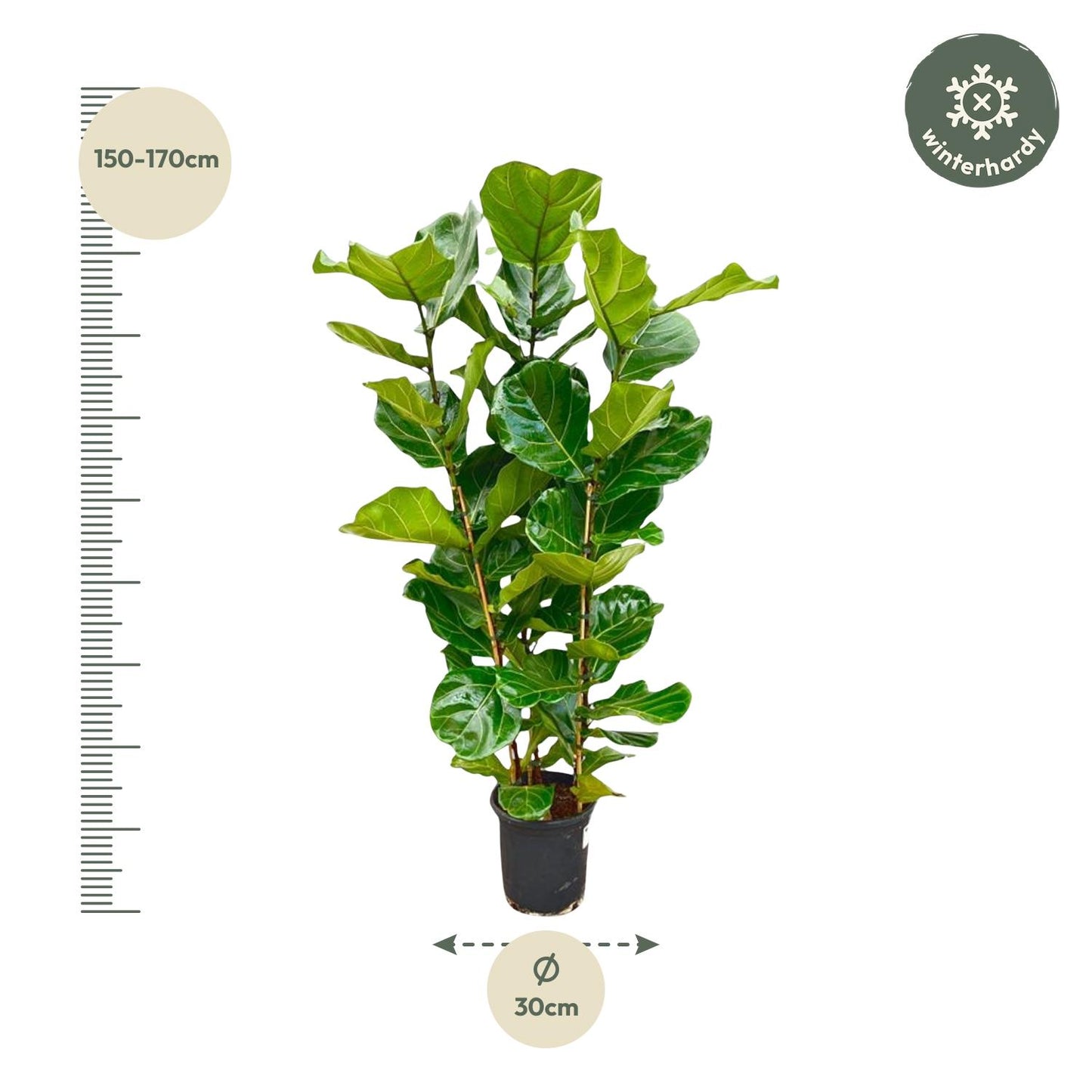 Fikusowa Ikona™ – Ficus Lyrata