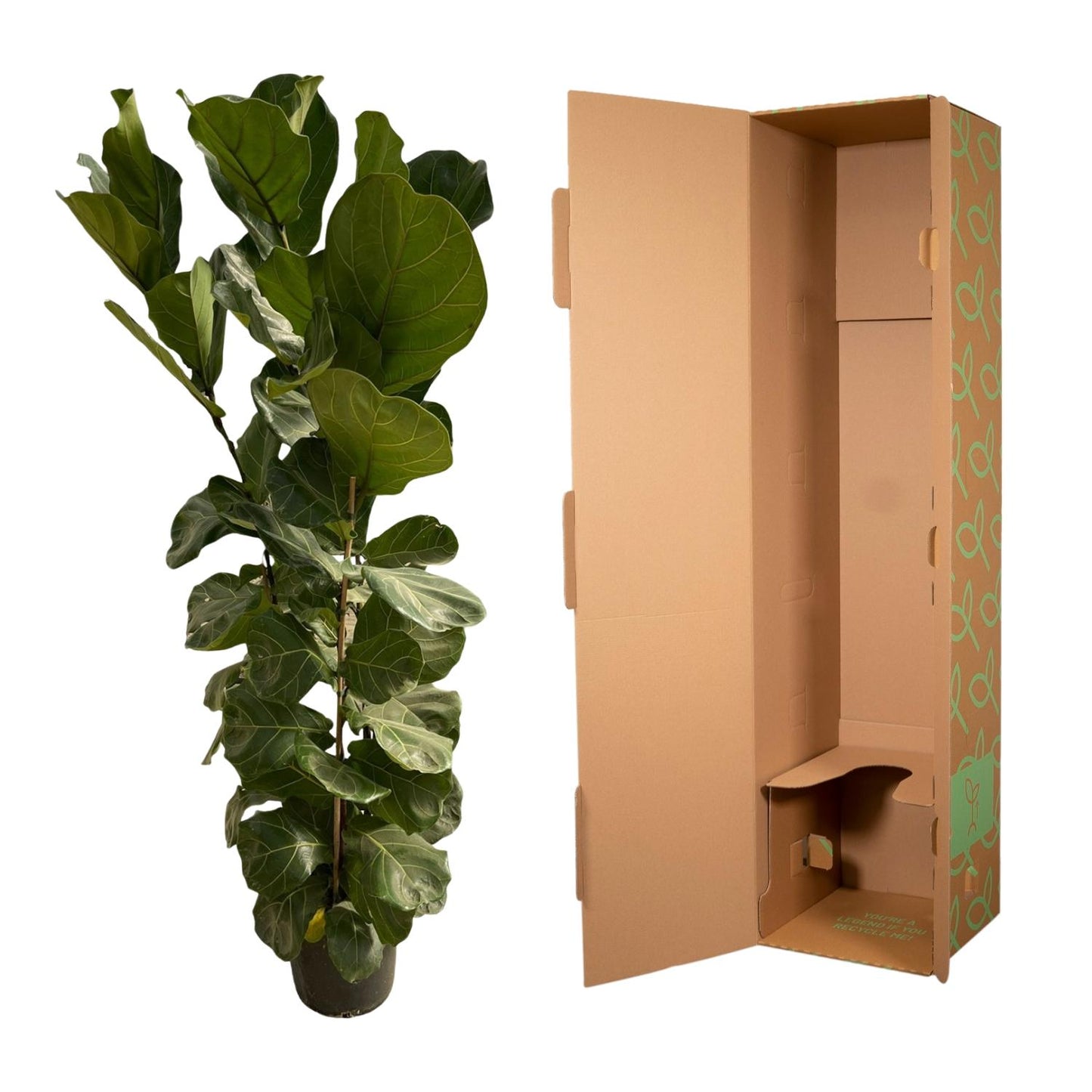 Ficus Lyrata™ – Król Geigenowej Dżungli 🎻👑
