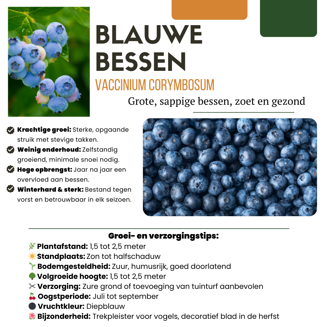 Owocowa Oaza™ – Zestaw BIO roślin owocowych