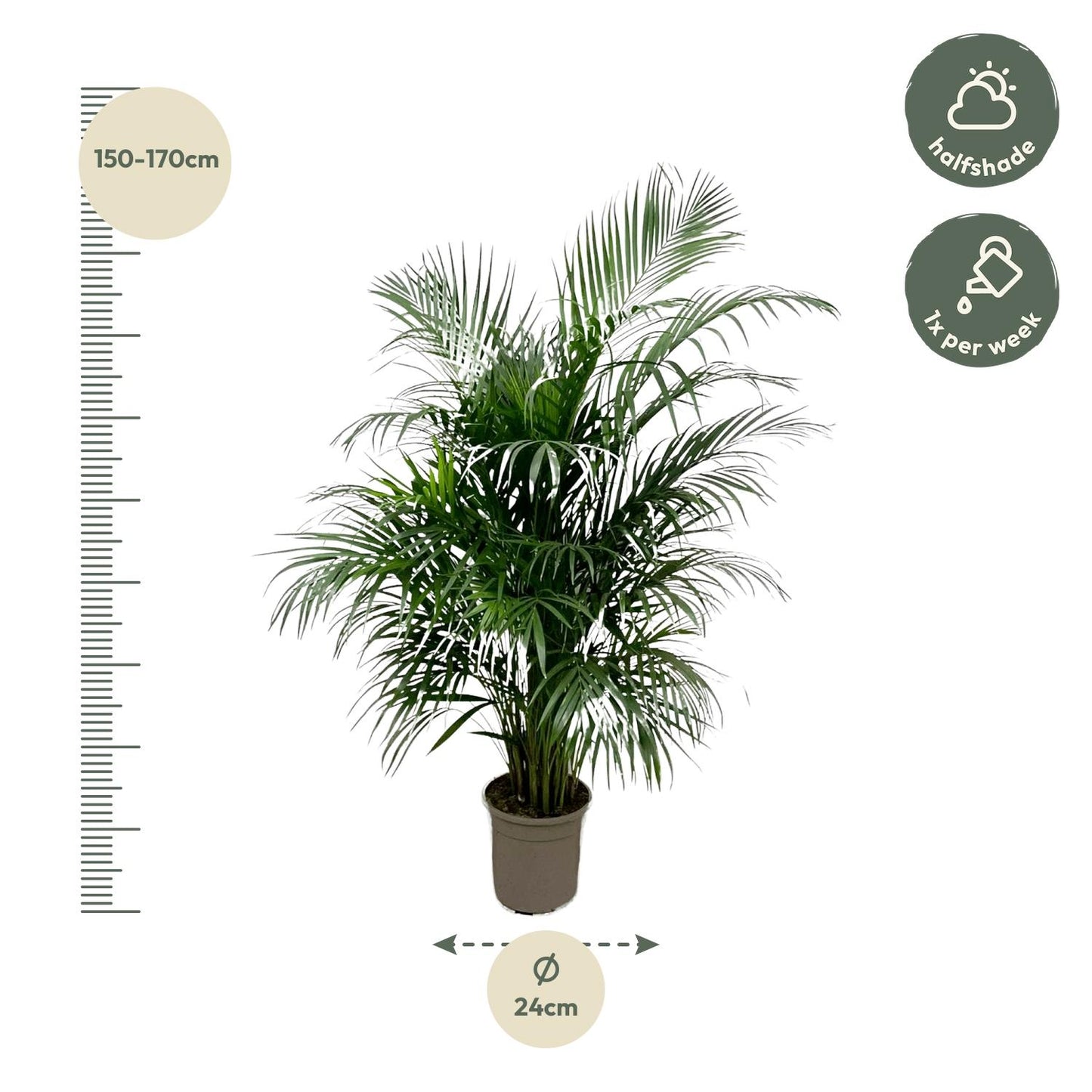 „Złota Roztańczona” – Areca Palm – 150 cm – Ø24
