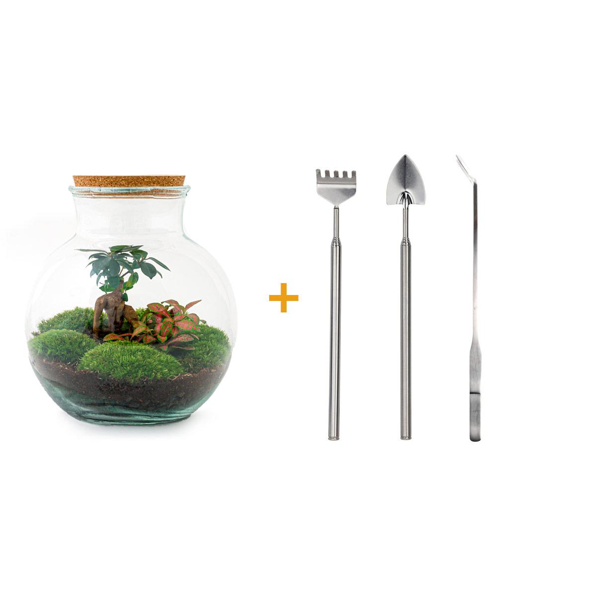TeddyBons™ – Mikroogród z Charakterem Bonsai