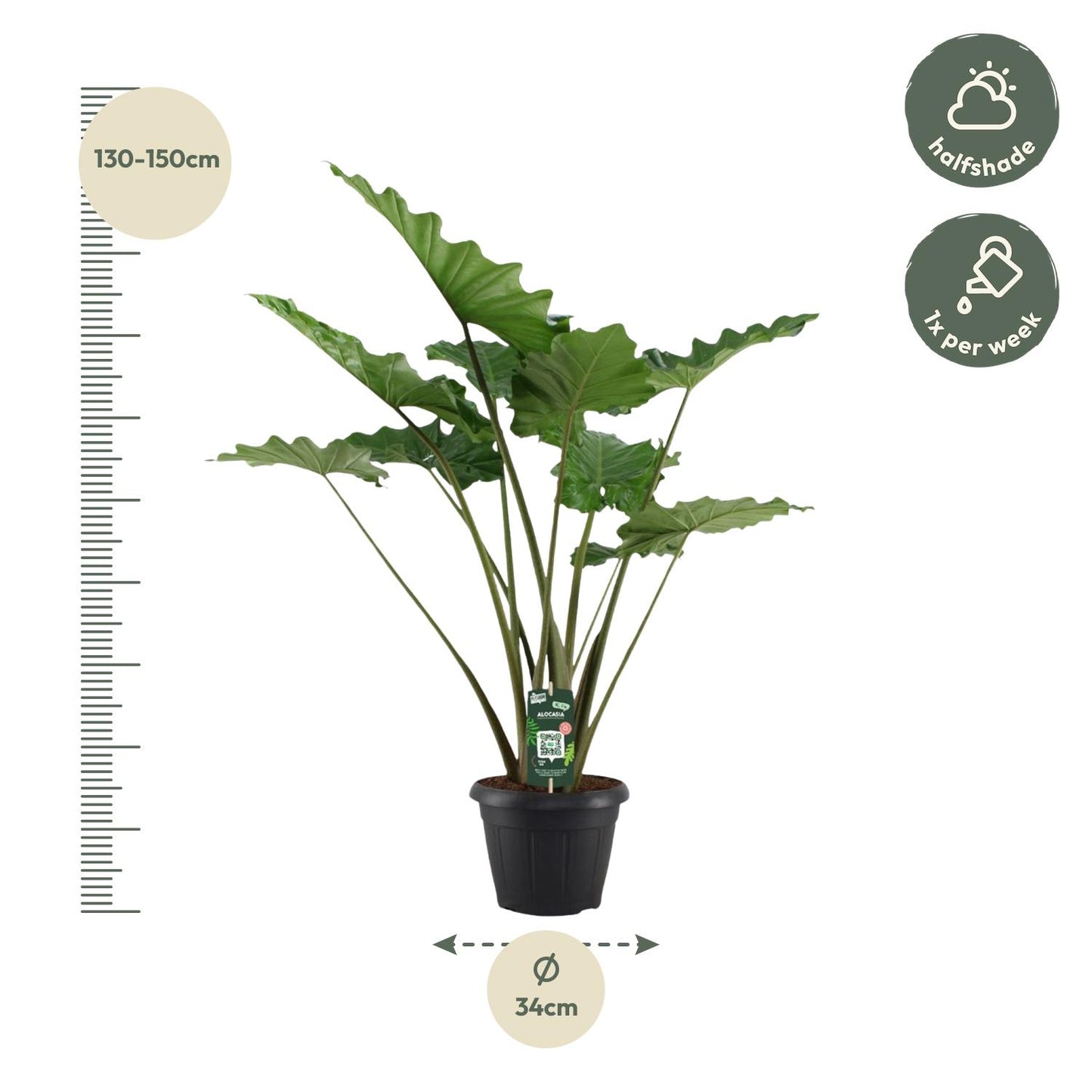 „Fala Tropików” – Alocasia Portodora – 140 cm – Ø34 cm
