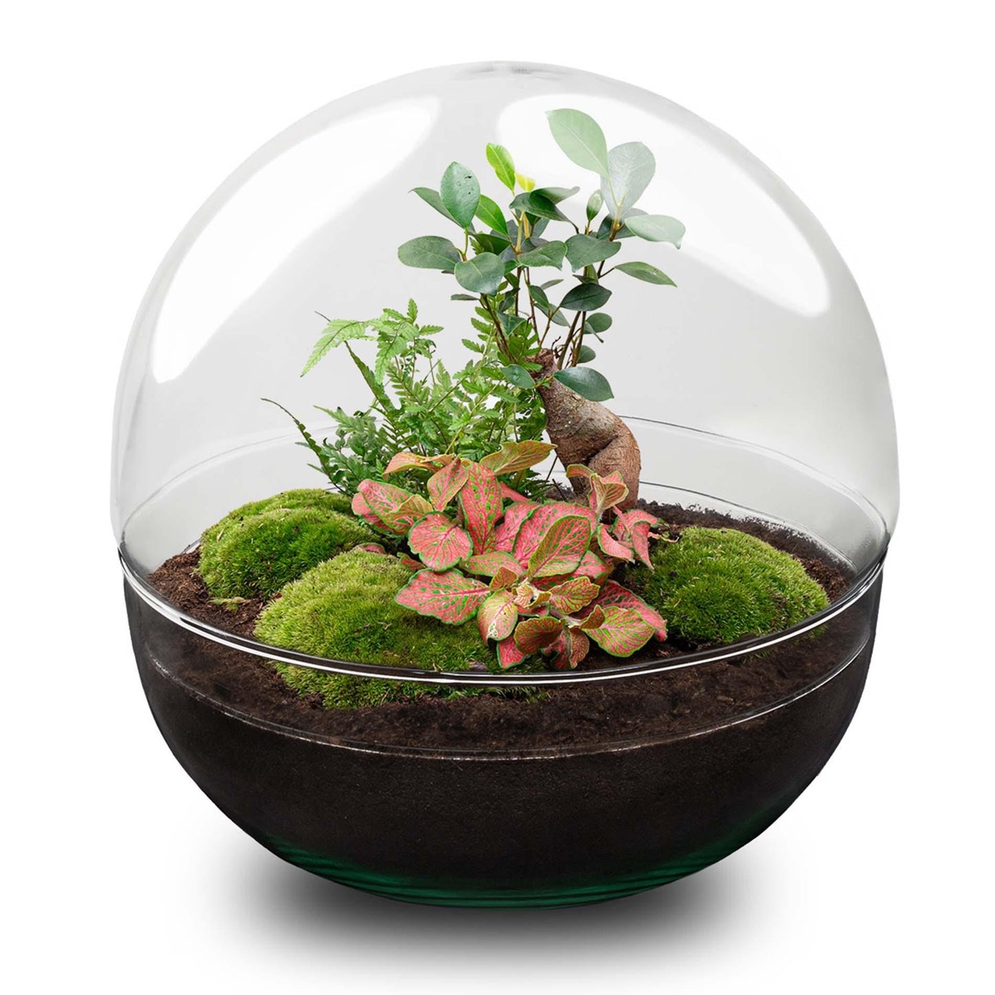 Dome XL™ Bonsai Edition – Planet des Friedens mit Ihrem eigenen Baum