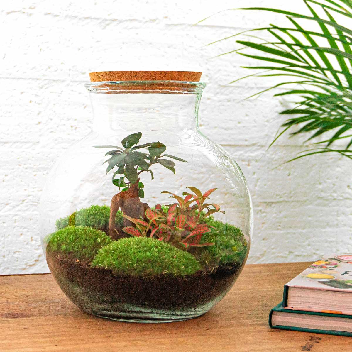 TeddyBons™ – Mikroogród z Charakterem Bonsai