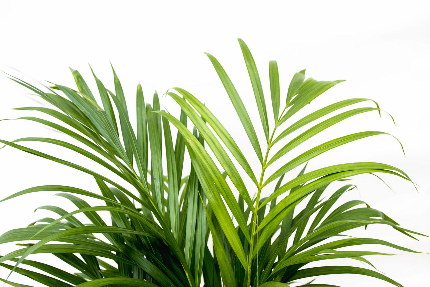„Złota Roztańczona” – Areca Palm – 150 cm – Ø24