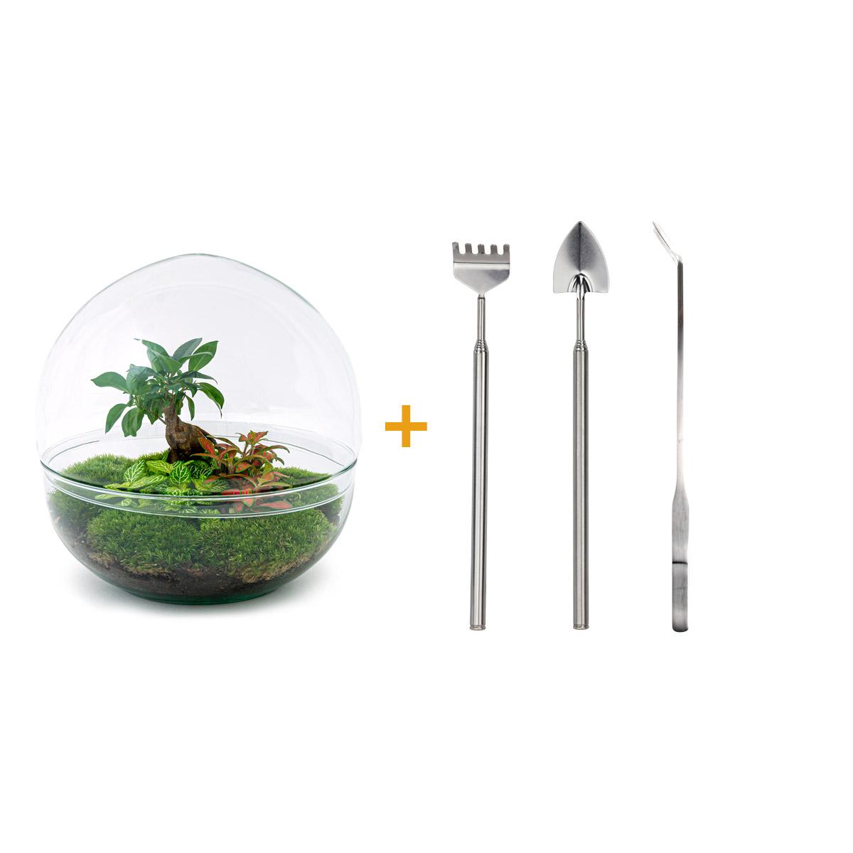 Dome XL™ Bonsai Edition – Planet des Friedens mit Ihrem eigenen Baum