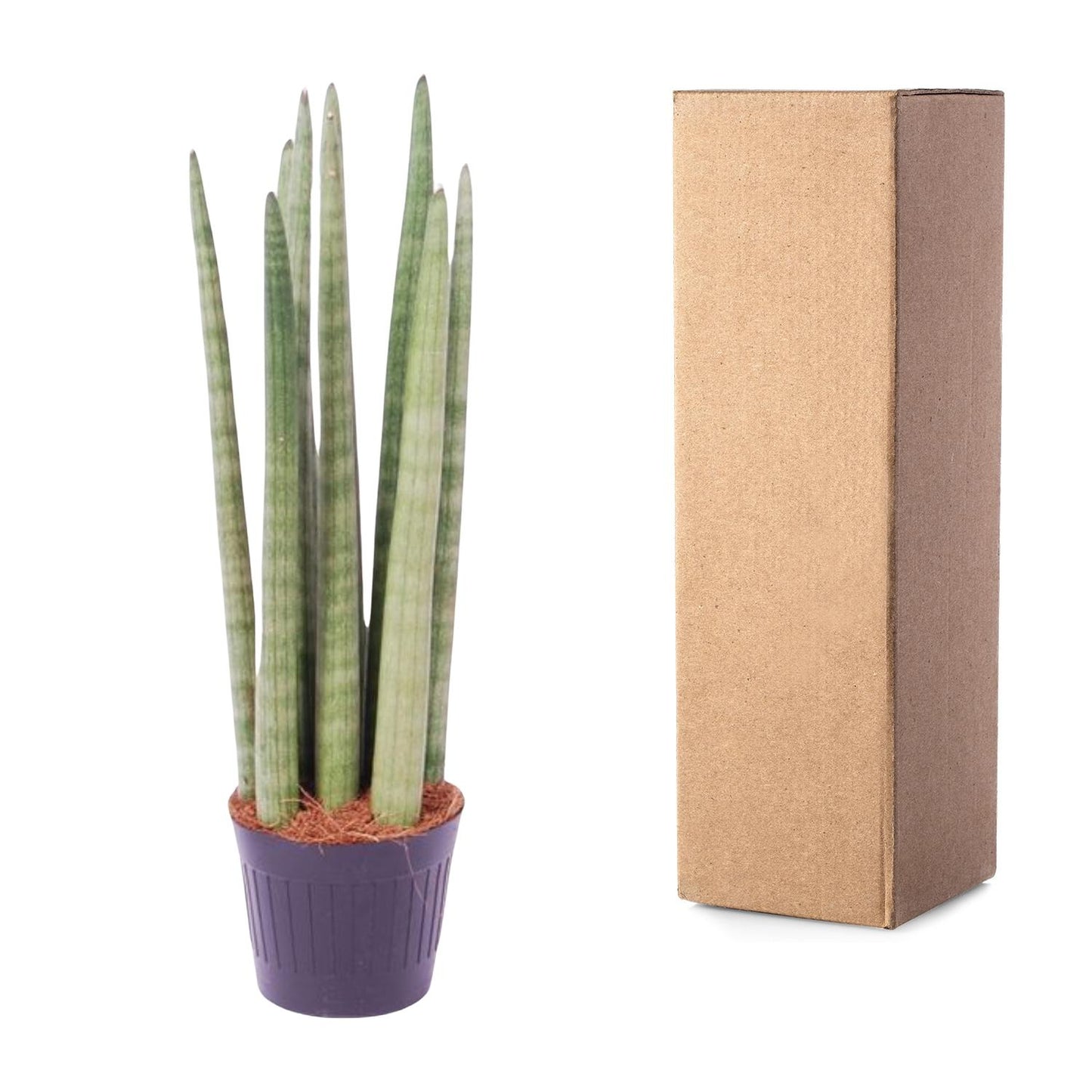 „Spaghetti Verde” – Sansevieria cylindrica ‘Spaghetti’ – 40 cm – Ø10,5 cm