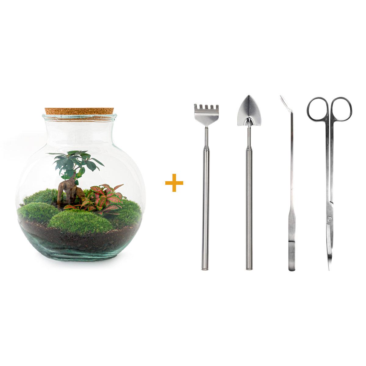 TeddyBons™ – Mikroogród z Charakterem Bonsai