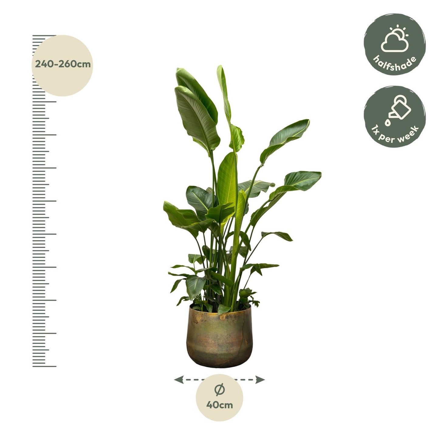 Strelitzia Nicolai™ – Król Paradiso XXL 🕊️👑