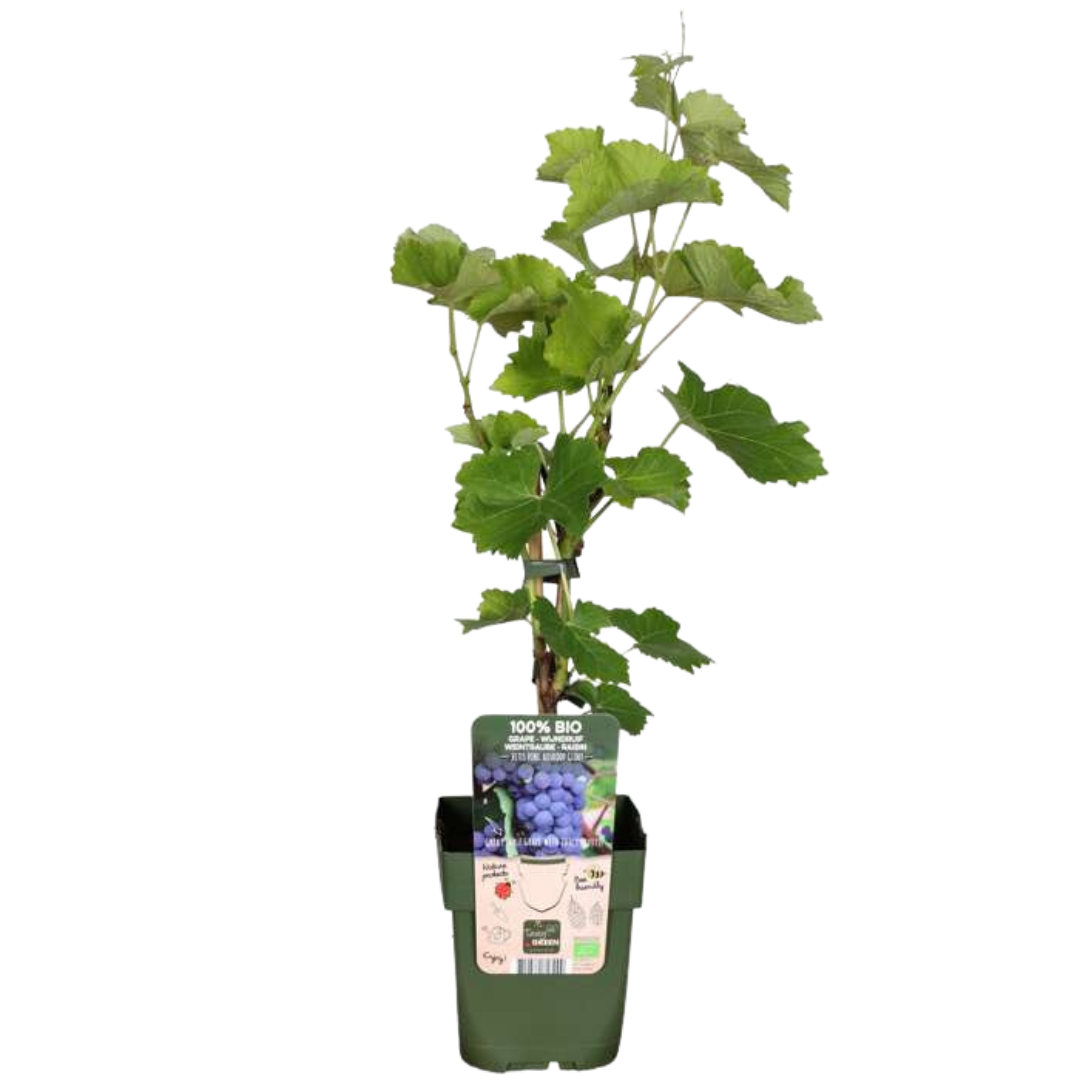 Owocowa Oaza™ – Zestaw BIO roślin owocowych