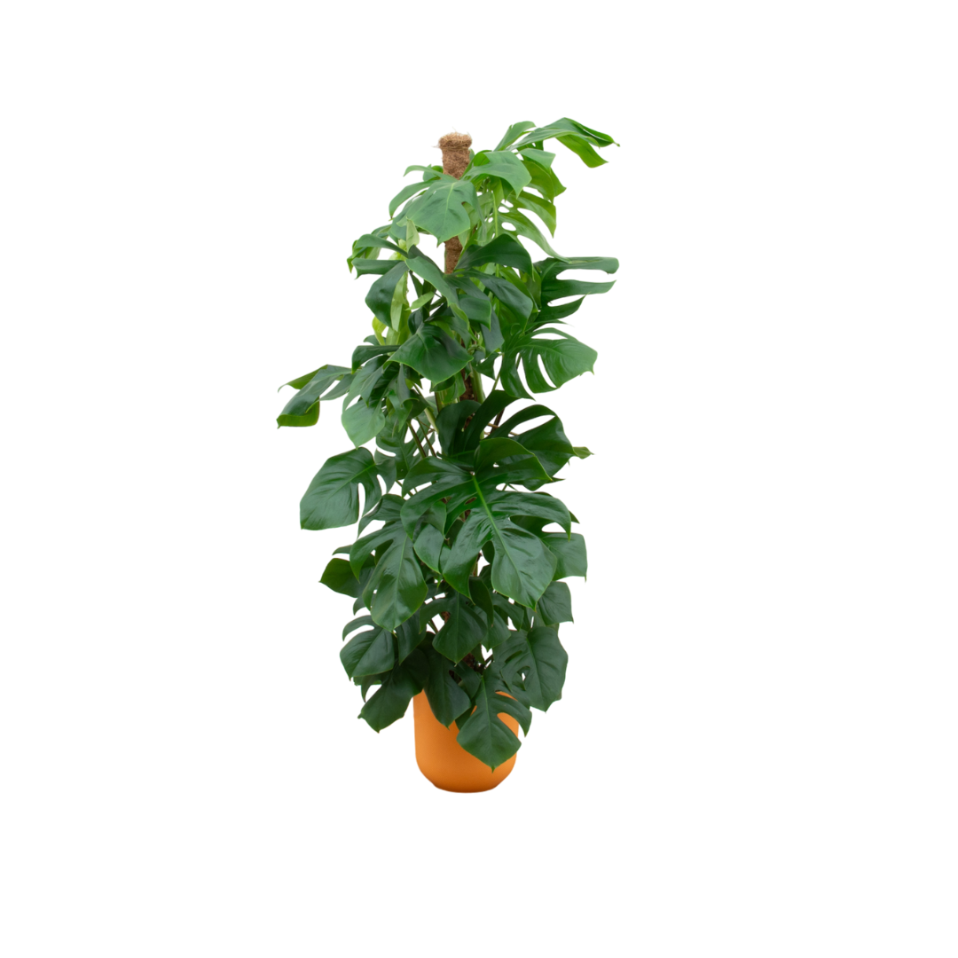 Monstera Pertusum XL™ – Królowa Dżungli w Stylowej Koronie 👑🌴💛