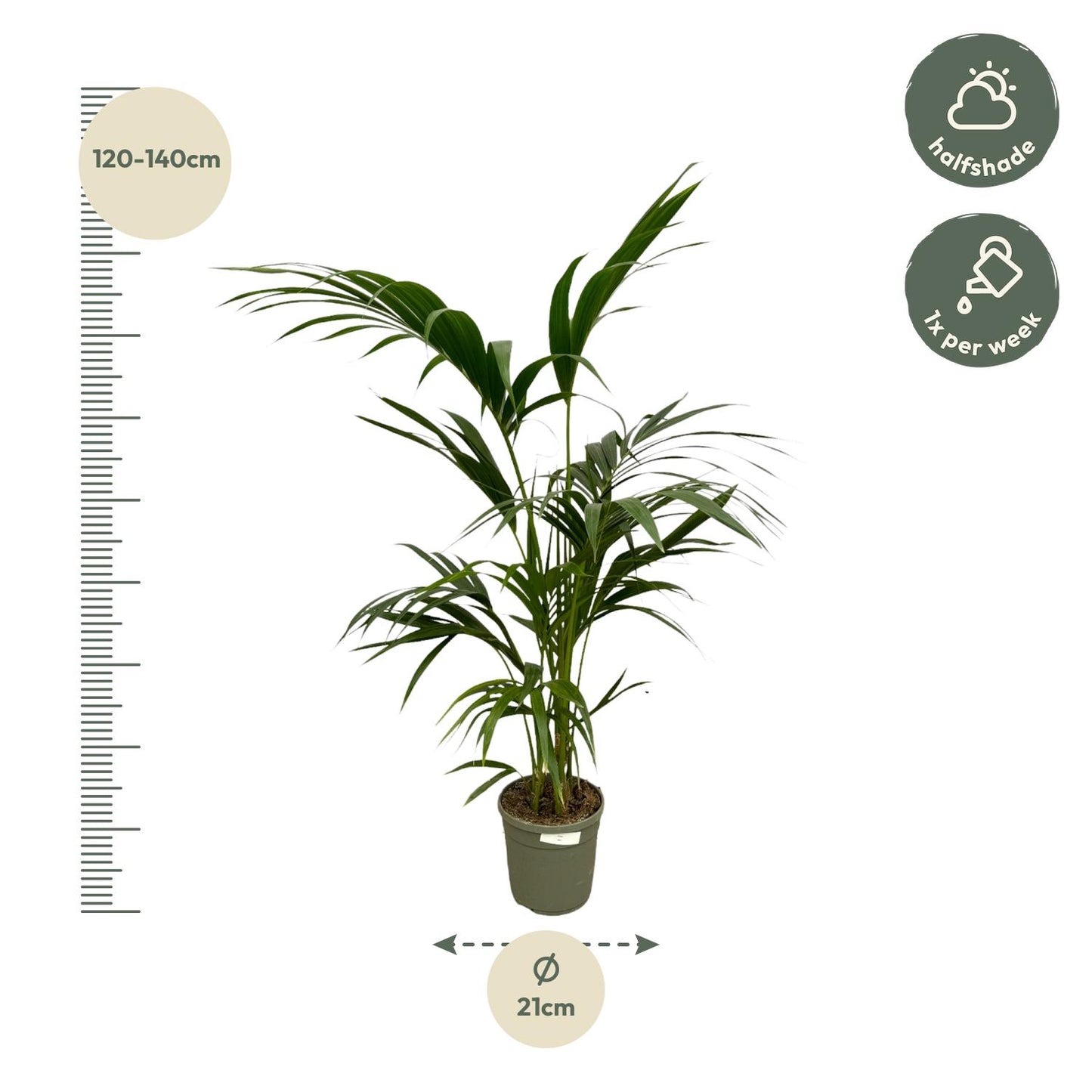 „Arystokratka Tropików” – Kentia Palm – 130 cm – Ø21