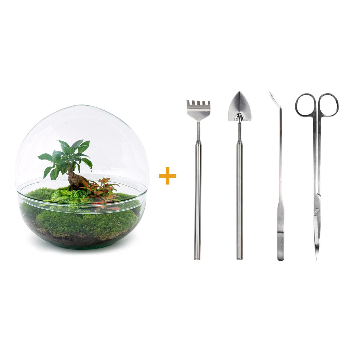 Dome XL™ Bonsai Edition – Planet des Friedens mit Ihrem eigenen Baum