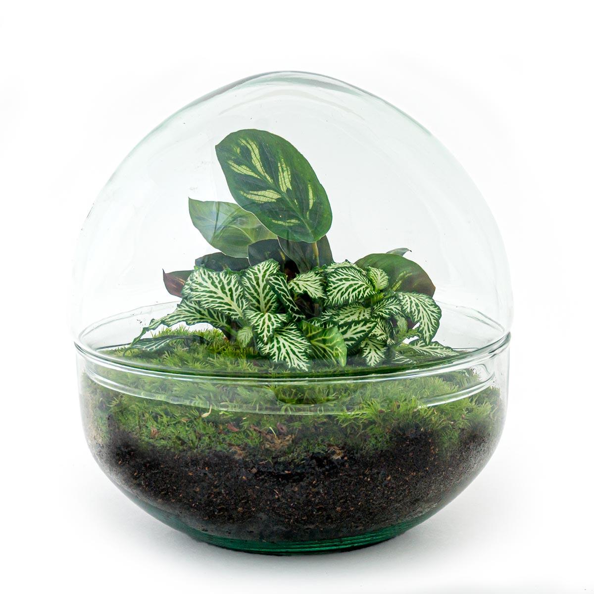 Dome™ – Green Bubble of Peace