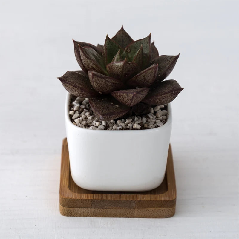 Kwadratowe Zenki™ – Porcelanowy Minimalizm z Bambusowym Akcentem