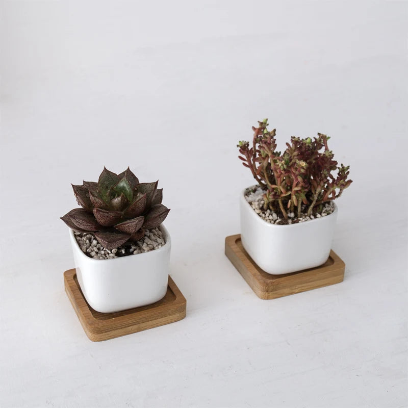 Kwadratowe Zenki™ – Porcelanowy Minimalizm z Bambusowym Akcentem