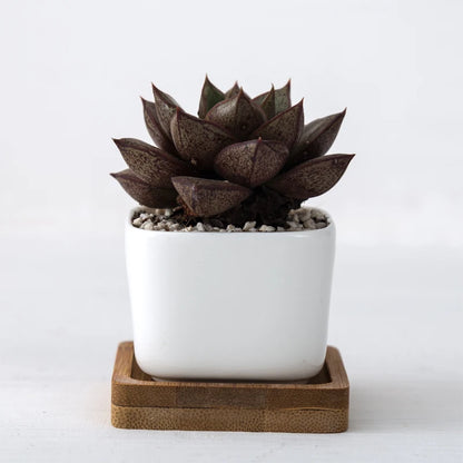 Kwadratowe Zenki™ – Porcelanowy Minimalizm z Bambusowym Akcentem