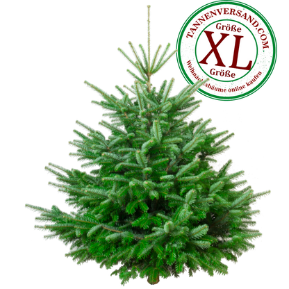 NordManiak™ XL – Choinka, która wie, że jest najpiękniejsza