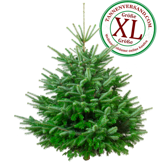 NordManiak™ XL – Choinka, która wie, że jest najpiękniejsza