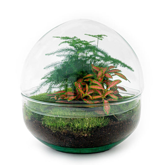 Dome Rot™ – Czerwony Kopuś Zieleni ❤️🌱