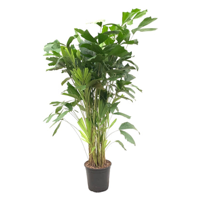 Caryota Mitis™ – Palma Rybia Płetwa 🐠🌴